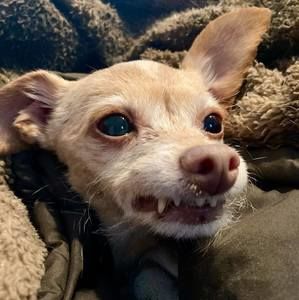 Meet your Posher, Lessie